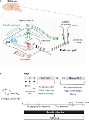 Enrichment of Circular RNA Expression Deregulation at the Transition to Recurrent Spontaneous Seizures in Experimental Temporal Lobe Epilepsy